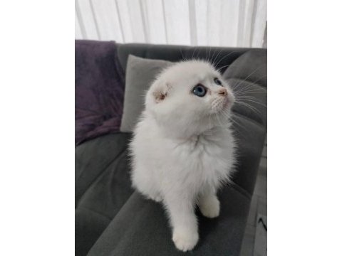 Bitish shorthair kedimiz yeni yuvasını arıyor
