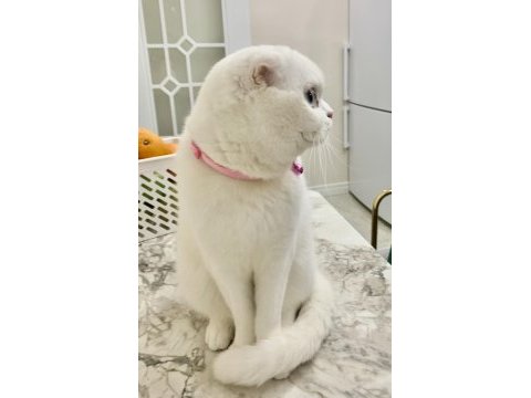 Scottish fold kedimizi zorunluluktan sahiplendiriyoruz