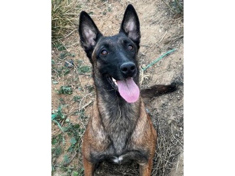Belçika malinois 3 dişi