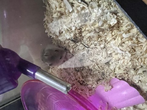 Gonzales hamster