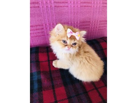 Dişi british longhair ny11 verilecektir