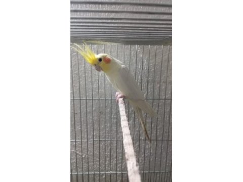 Acil satılık sultan papağanları