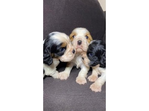 Sahibinden sağlıklı cavalier king charles yavruları