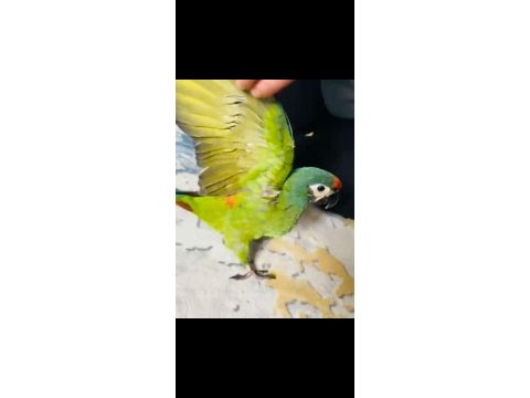 Muhteşem ton ve güzellikte cüce macaw papağanı