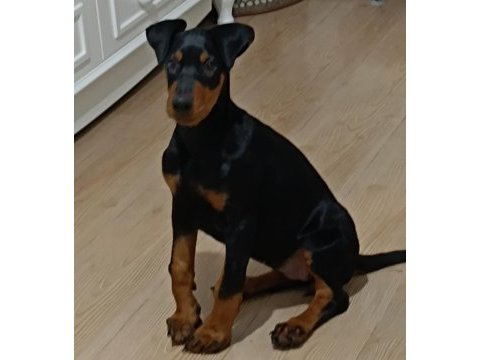 2.5 aylık dişi safkan doberman yavrusu