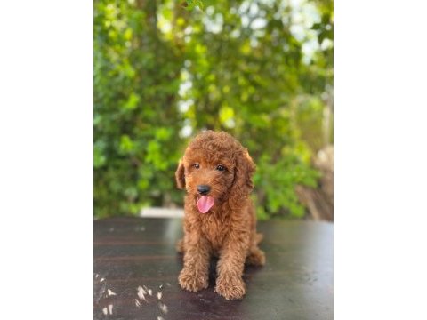 Dişi poodle 4,5 kiloyu geçmez bu rakama bulamazsınız
