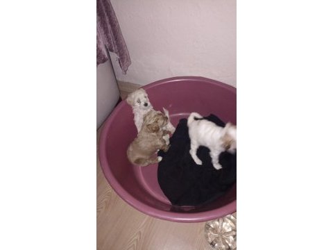 Uygun fiyat köpeğimiz