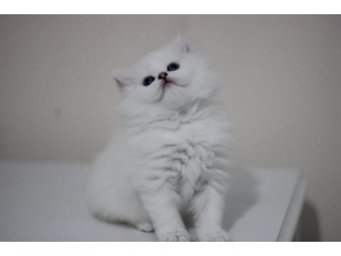 British longhair safkan