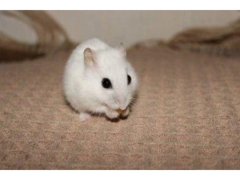 Yavru beyaz & anne beyaz hamster istanbul içi