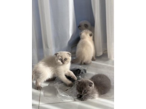 Minik scottish fold yavrularımıza yuva arıyoruz