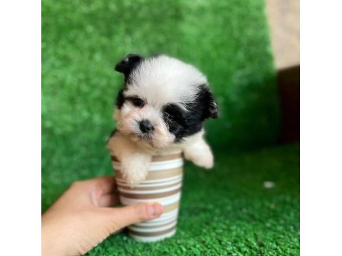 Ufak boy morkie erkek yavrumuz