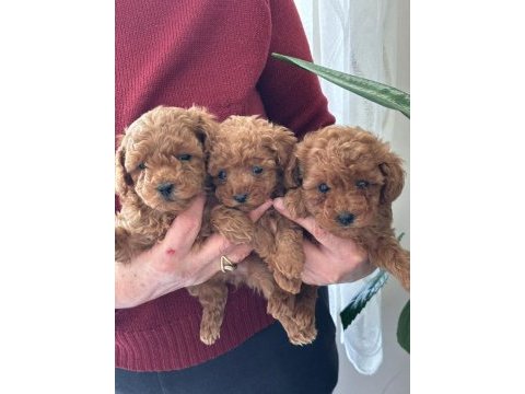 Efsane toy poodle yavrularımız