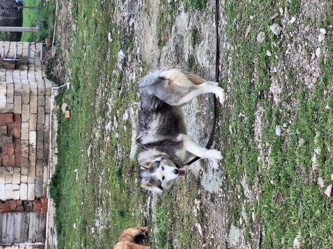 Şeytan maske köpeğimiz