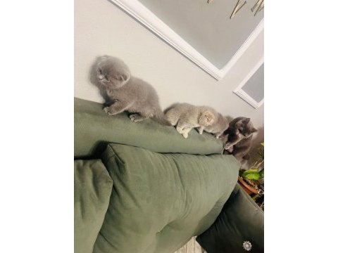 Scottish fold kediler tuvalet eğitimleri var
