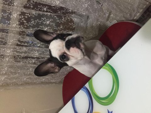 Güzel french bulldog kızıma yuva arıyoruz