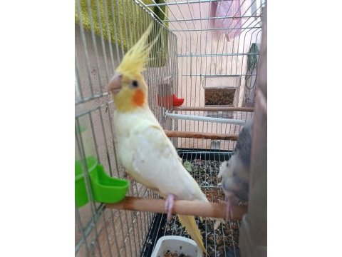 Lutino sultan papağanı