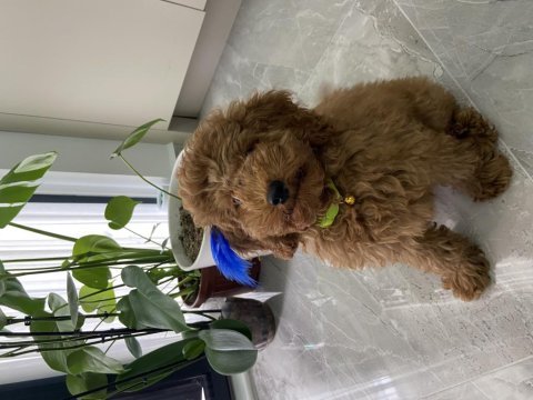 Red brown toy poodle