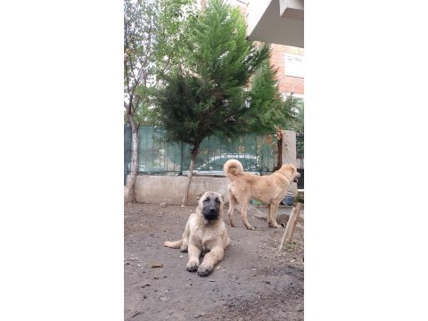 Erkek kangal yavrusu