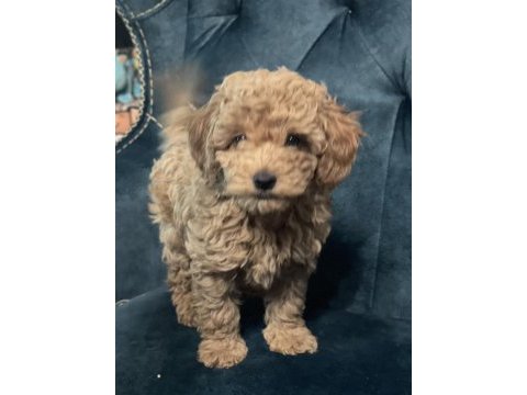 Orijinal toy poodle aşıları tam ev doğumlu