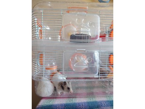 2 katlı kafesiyle çift hamster