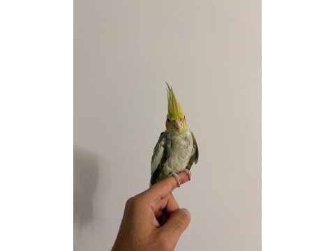Yavrudan yetiştirme 55 günlük sultan papağanı