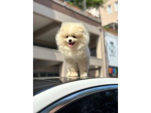 Erkek ve dişi pomeranian boo
