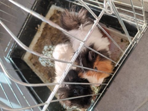 Guinea pig için yeni sahip aranıyor