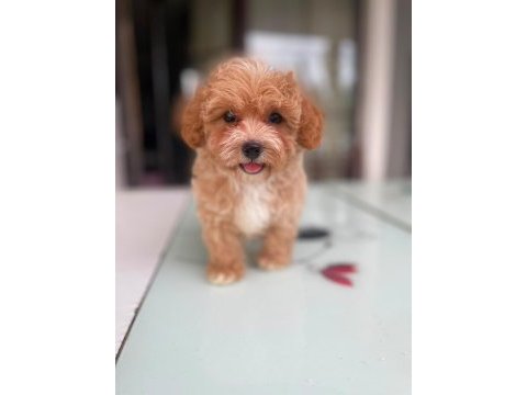 Tatlı yüzlü maltipoo bebeklerim