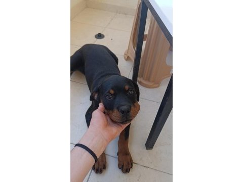Son dişi rottweiler yavrumuz