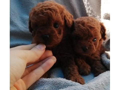 Teddy face poodle