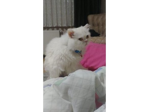 İran chinchilla