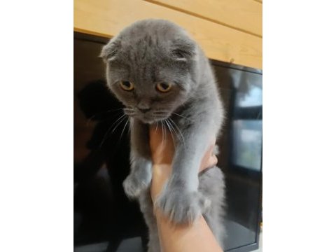 Scottish fold kedimiz