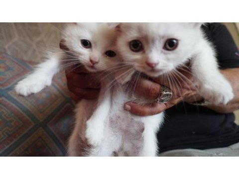 Safkan beyaz scottish fold bebişlerimiz