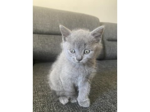 Antalya british shorthair 2 aylık