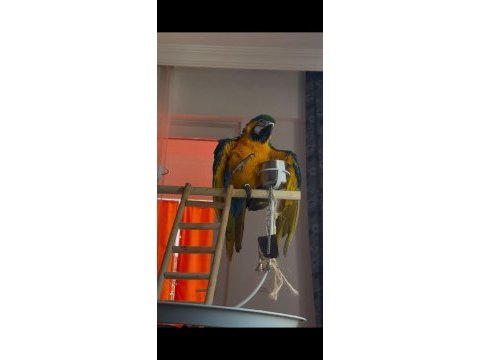 Belgeli kayıtlı a kalite macaw