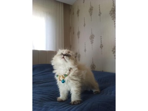 Pofuduk pati british longhair