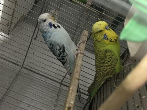 Hazır jumbo muhabbet kuşu takımlar