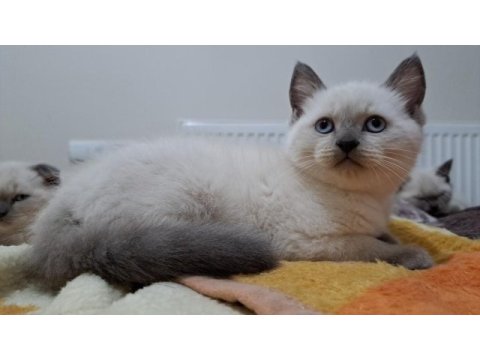 British shorthair ve scottish blue point yavrular