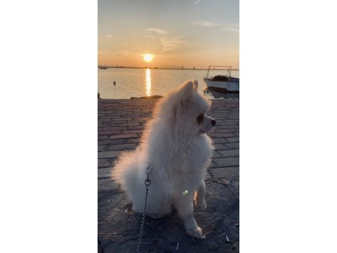 Eğitmenden beyaz pomeranian