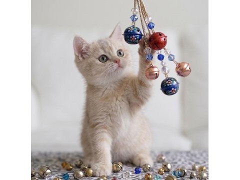 Lila golden british shorthair