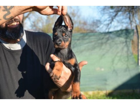 Şampiyon anne babadan doberman bebekler