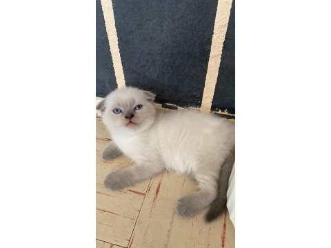 Blue point yavru scottish fold