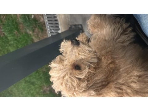 4 aylık toy poodle erkek uygun fiyata vereceğim