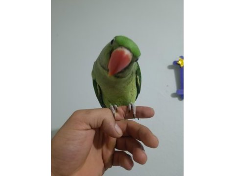70 günlük erkek alexander papağanı