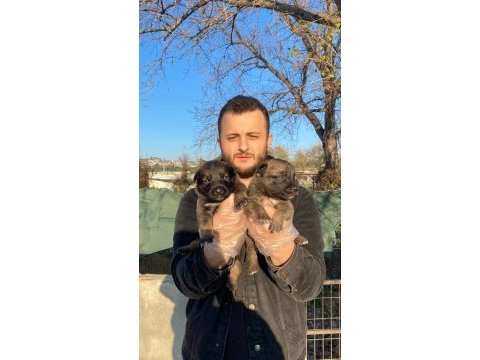 A kalite belçika kurdu yavrular