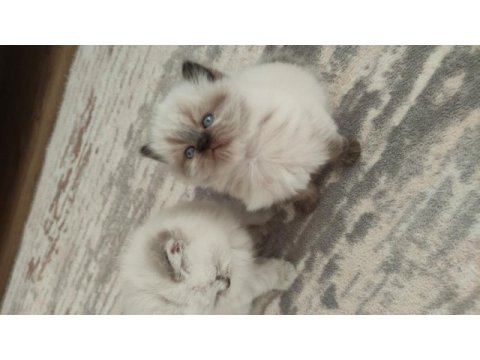 Mavi gözlü british longhair prenses