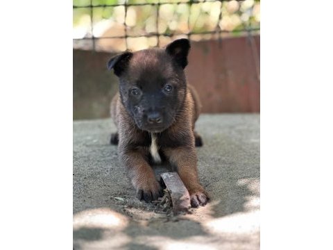 Safkan belçika kurdu malinois yavrular