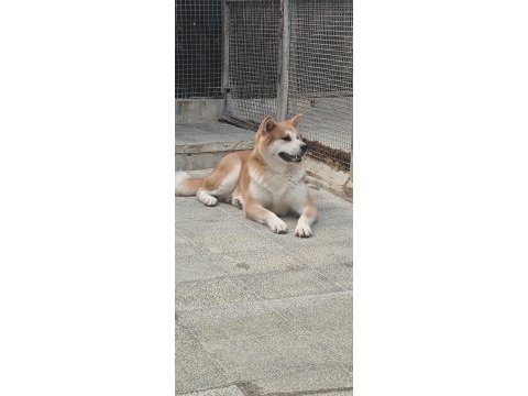 3 yaşlarında a kalite japon akita