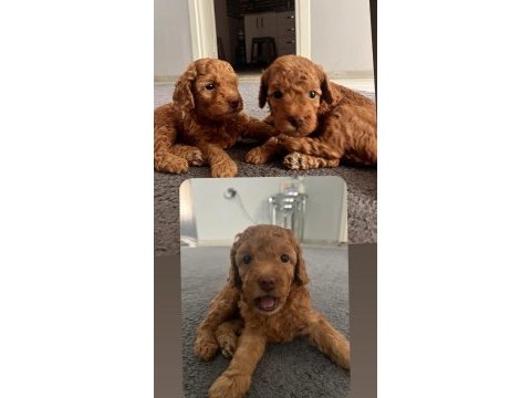 Şecereli toy poodle baba maltipoo anne