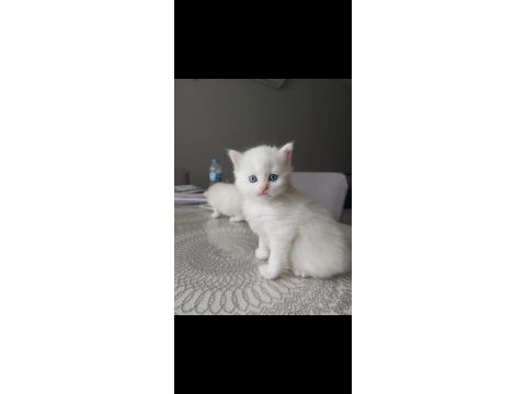 Brıtısh longhaır yavrular
